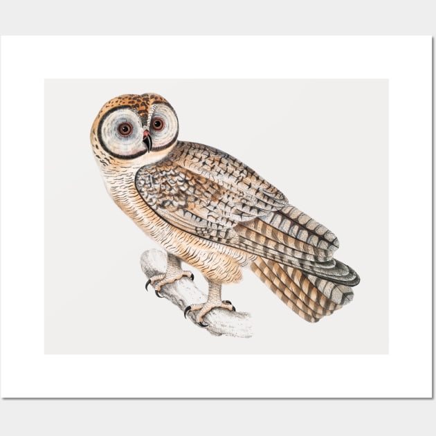 Owl Wall Art by CatyArte